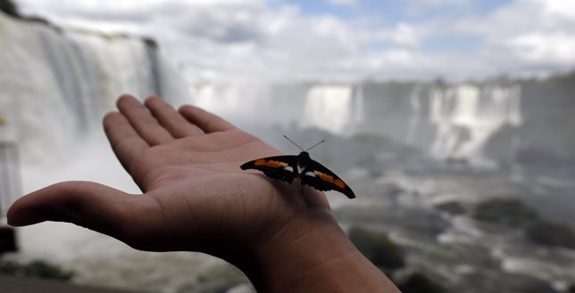 Una mariposa en las cataratas de Iguazú, Argentina