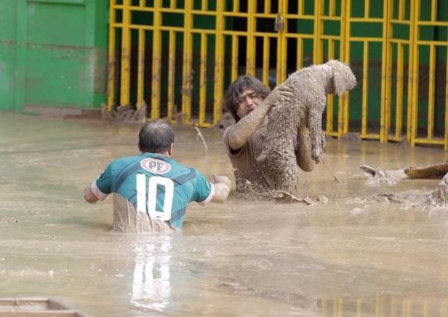 Rescate de un animal en las inundaciones de Chile