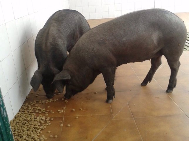Cerdos recogidos en A Coruña por centro de acogida