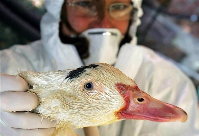 Imagen de archivo de un veterinario revisando aves en una granja de gansos en Br