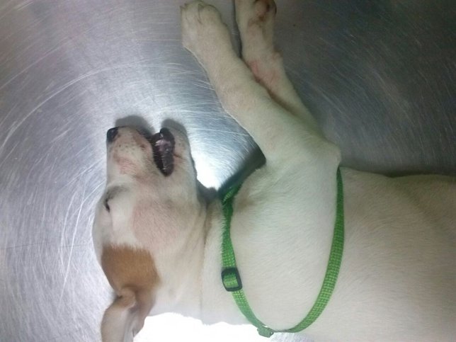 Imagen del cachorro que fue envenenado
