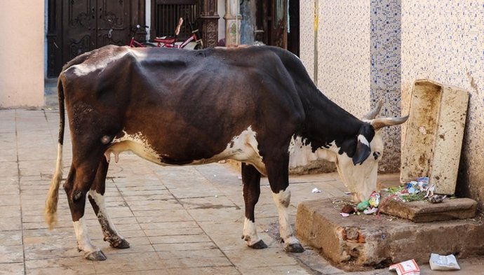 Vaca sagrada en India
