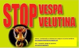 Campaña 'Stop Vesta Velutina'