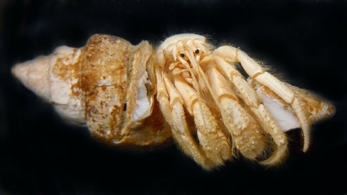 Cangejo ermitaño
