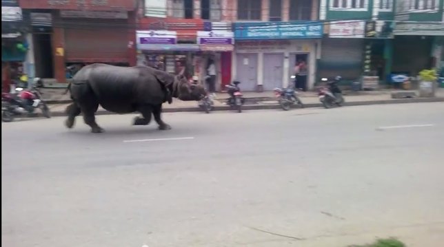 Rinoceronte siembra el pánico en Nepal