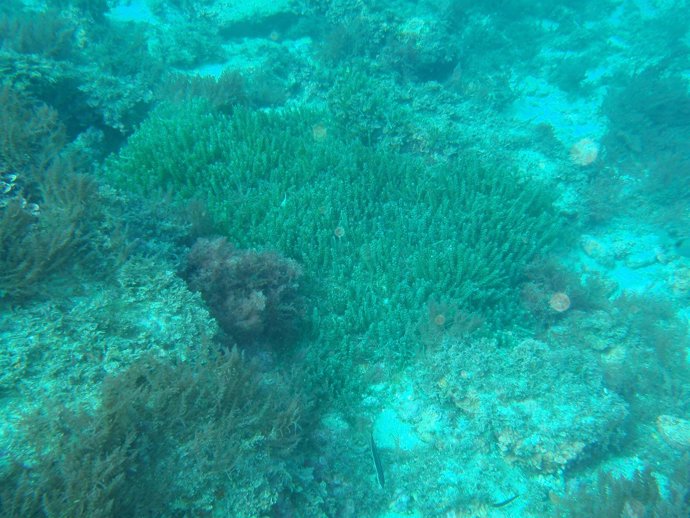 Especie de alga invasora eliminada por la Junta en la Isla de Tarifa