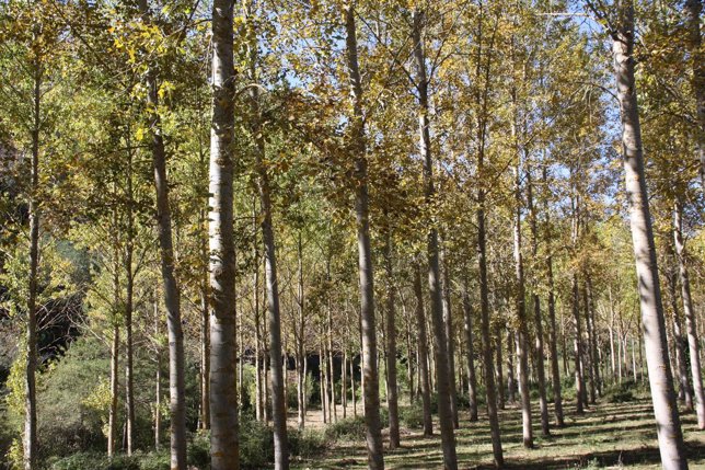 Imagen de un bosque aragonés.
