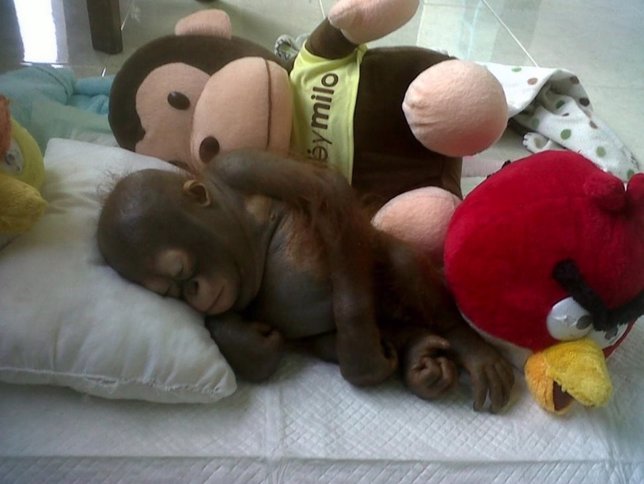 Orangután Budi