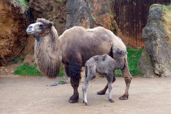 Camello bactriano nacido en Cabárceno