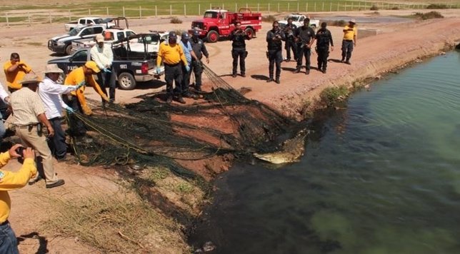Policías acribillan a un cocodrilo en Sinaloa