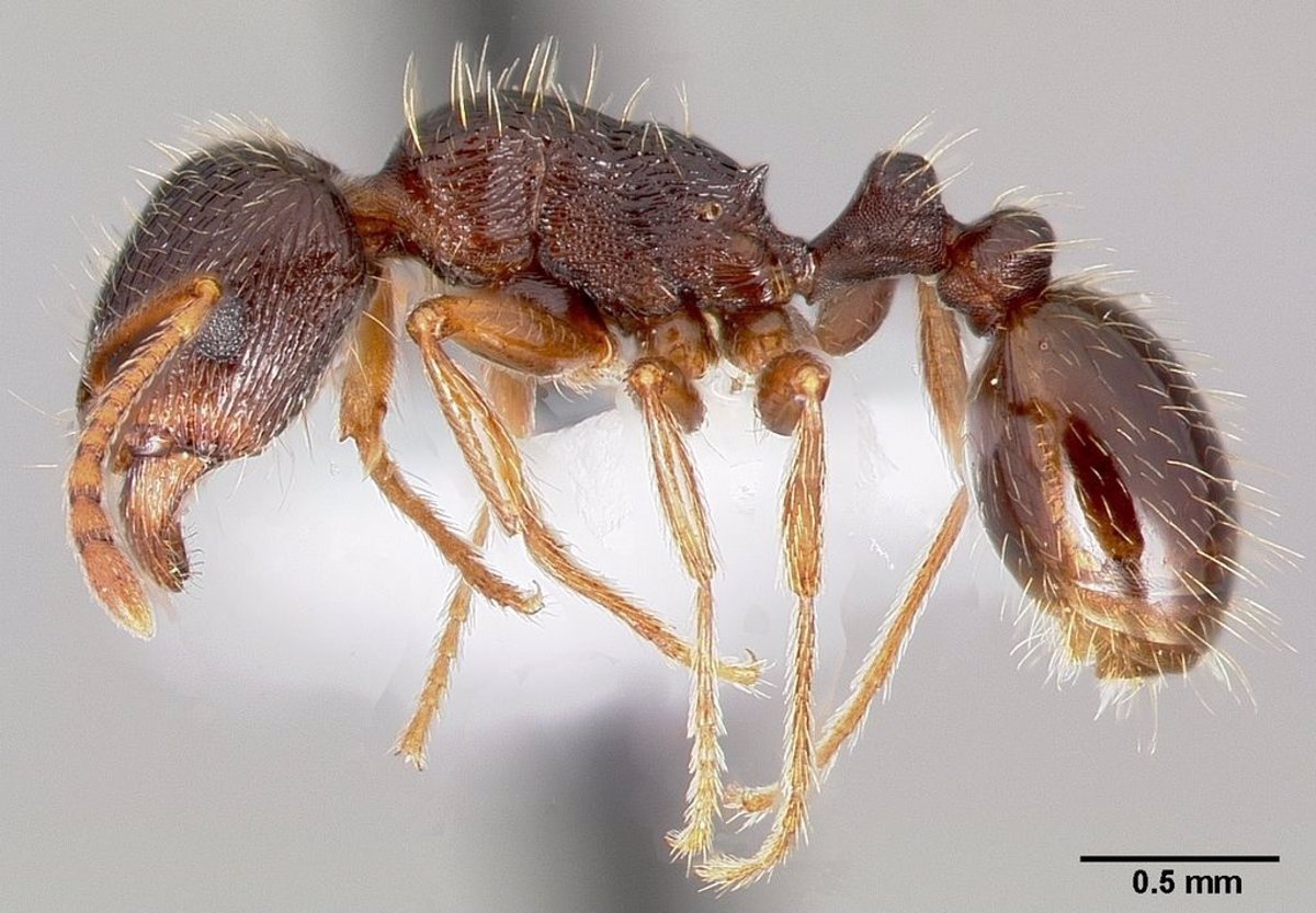 Crítico Aparador Unir A las hormigas urbanas les gusta la comida de los humanos