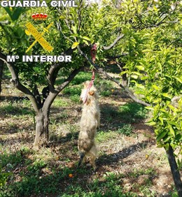 DETENIDO POR AHORCAR A DOS PERROS