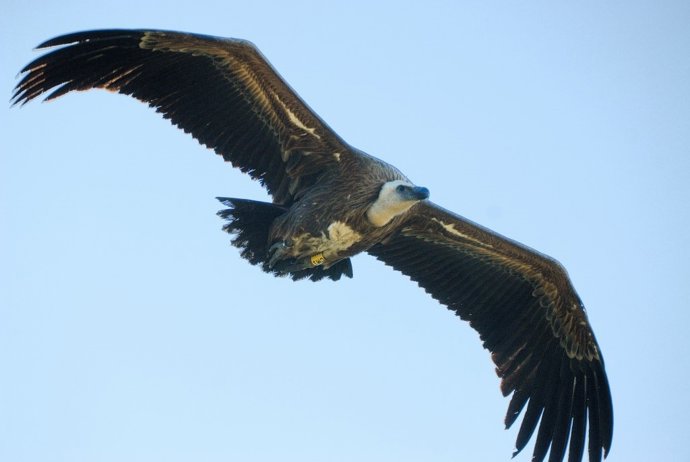 Un ejemplar de buitre leonado en vuelo