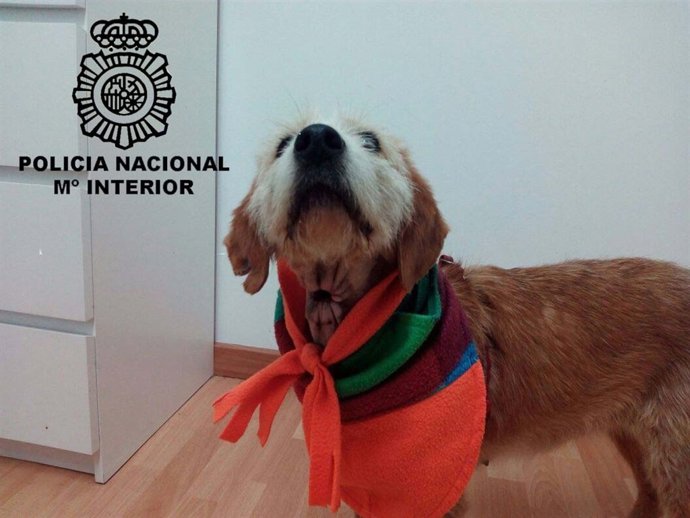 Perro objeto de maltrato por parte del detenido. 