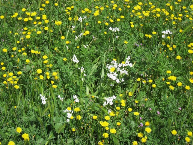 Campo florido, flores, alergia, primavera, prado