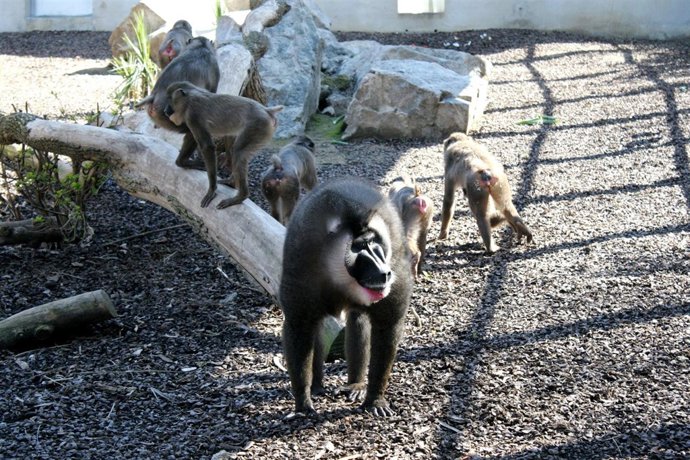 Familia de driles en el Zoo de Barcelona
