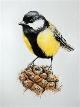 Expo de Abigail Narváez en el Gran Café de Cáceres