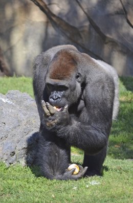 Gorila en Bioparc