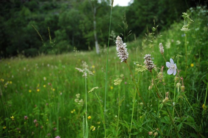Una de las parcelas participantes en el concurso