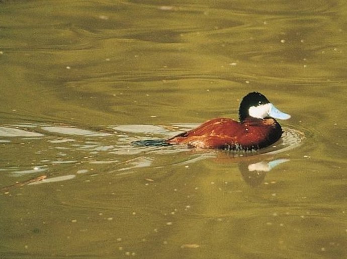 Ejemplar de malvasía canela en una laguna cordobesa