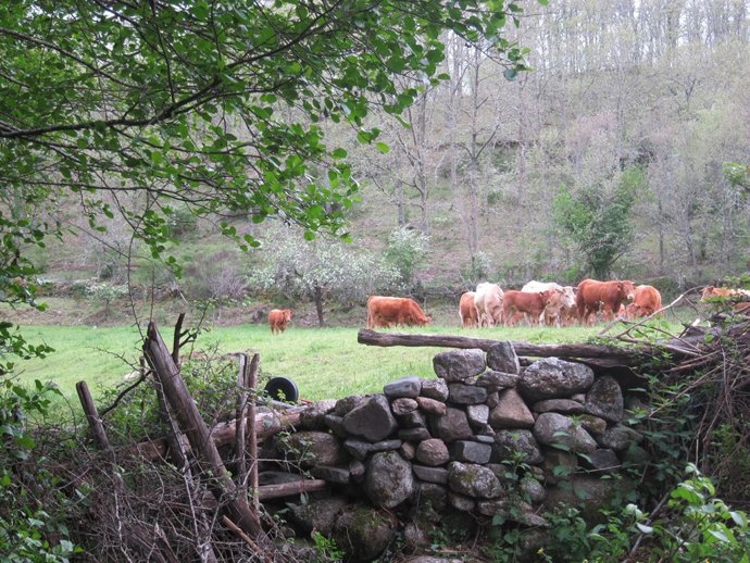 Vaca, vacas. Ganado vacuno. Rebaño. Carne. Pastos.