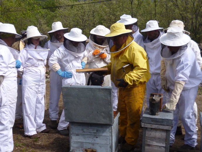 Formación de apicultura