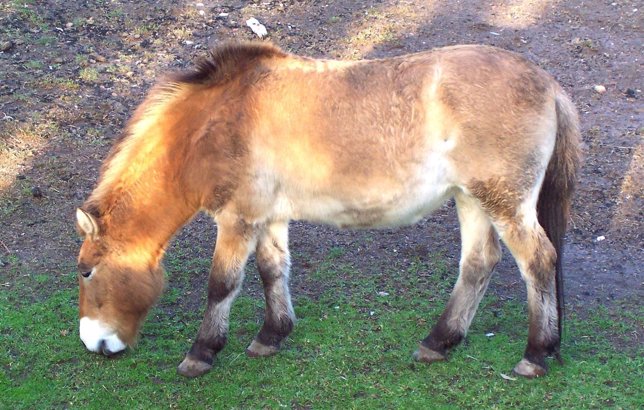 Caballo de Przewalski