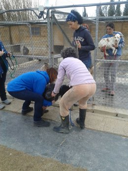 Evacuación preventiva de animales del centro de Movera por la crecida del Ebro