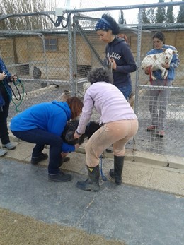 Evacuación preventiva de animales del centro de Movera por la crecida del Ebro