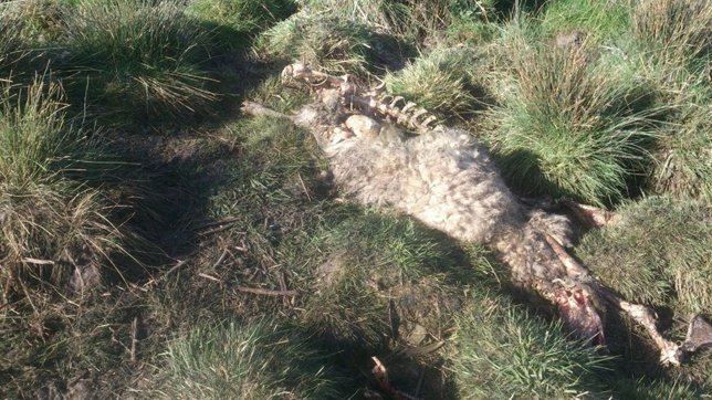 Oveja muerta en un ataque de lobos