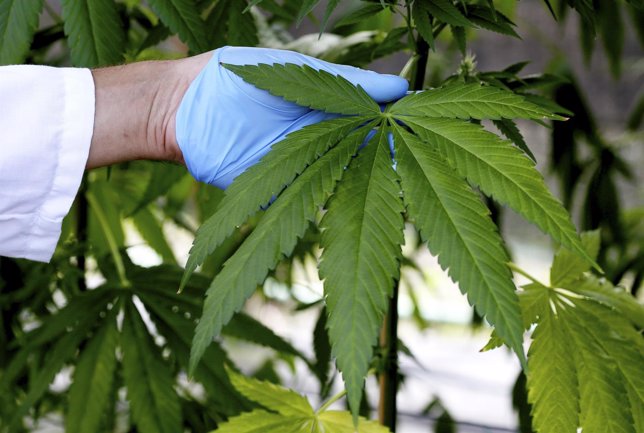Un asistente de proudcción isnpeciiona una planta de cannabis