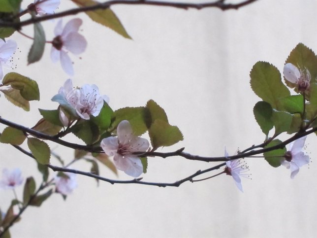 Flor, Primavera, Medioambiente