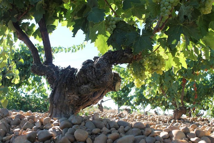 I Premio Sarmiento De Investigación Sobre Estudios Del Verdejo Recae En Dos Inve