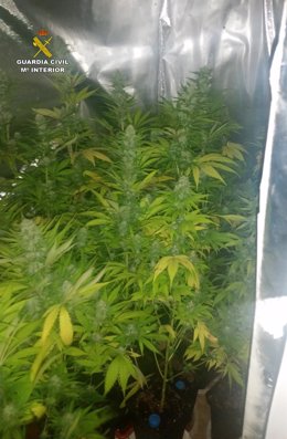 Descubierta una plantación de marihuana