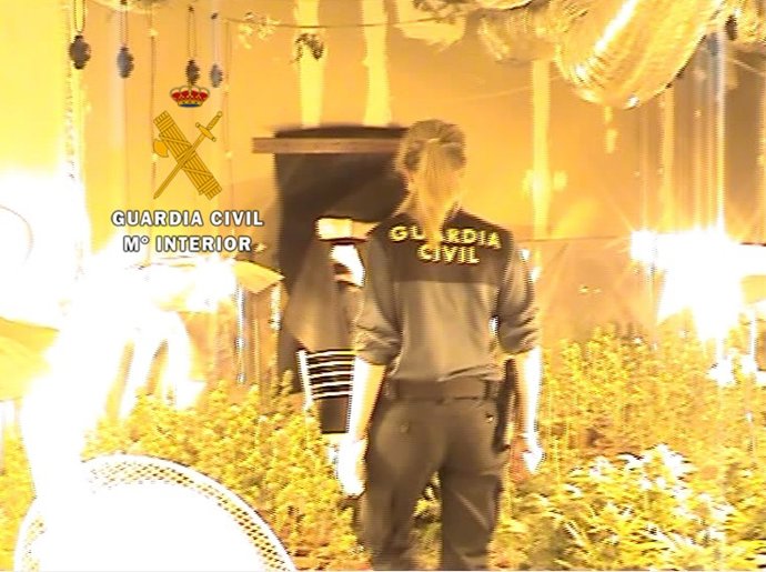 Imagen del interior de una de los laboratorios de marihuana