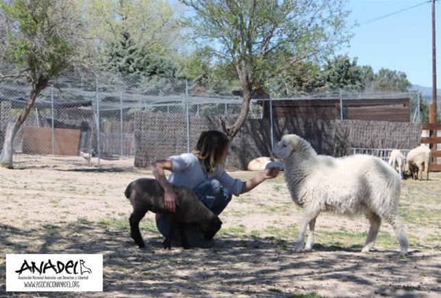 Trasgu en la granja Wings of heart.