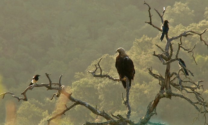 Ejemplar de águila imperial