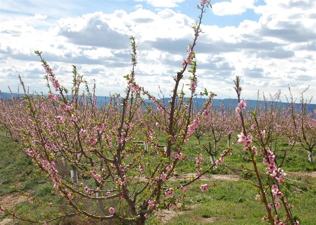 Plantaciones del Bajo Cinca