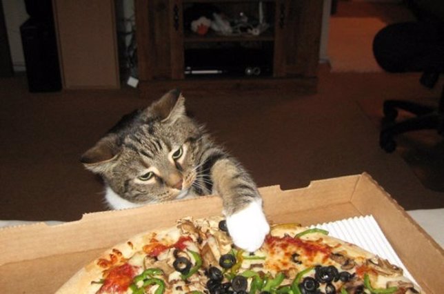 Gatos robando pizza: el recopilatorio