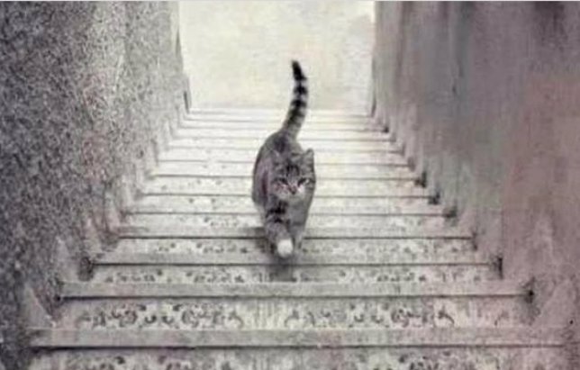 El gato que sube o baja: Ilusión óptica