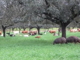 Dehesa de Extremadura