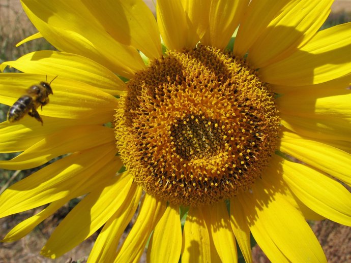 Abeja, Apicultura, Girasol, Miel