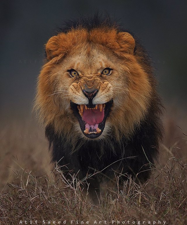 león enfadado
