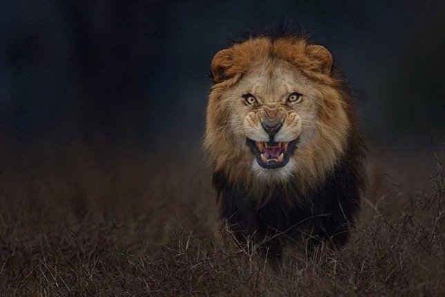 Atif Saaed sacó la foto de este león enfadado antes de que le saltara encima