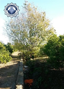 POLICÍA LOCAL CS. Imputado Por Presuntamente Ahorcar A Su Perro En La Marjaleria