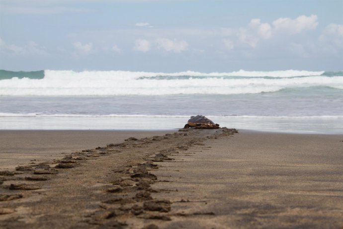 Suelta de tortugas en Fuerteventura