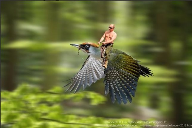 Meme de Putin sobre un pájaro
