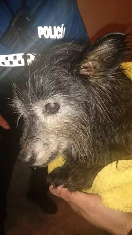 El perro rescatado de un contenedor soterrado en Valladolid