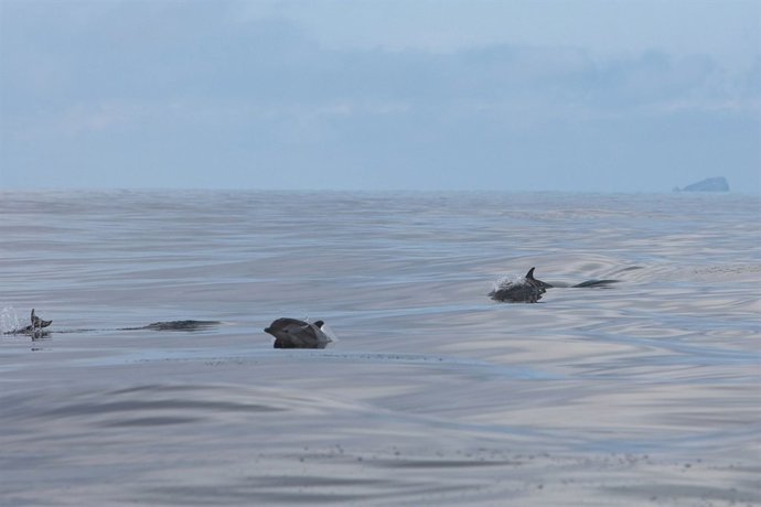 Cetáceos avistados en las costas valencianas