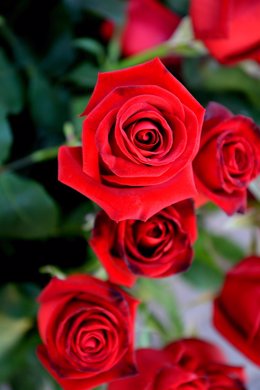 Rosas rojas. Sant Jordi 2014